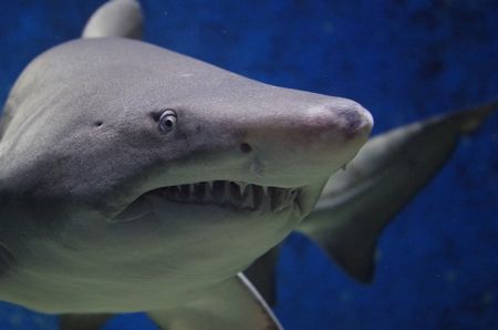 サメの種類はこんなにある！不思議で奇妙な18のサメ
